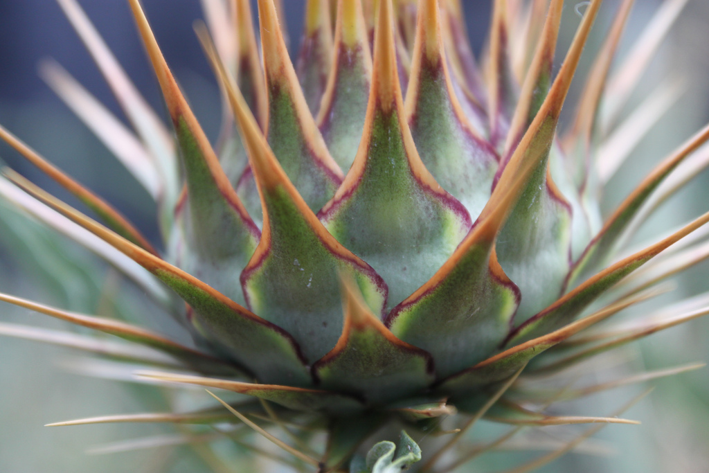 آرتیشوی خاردار